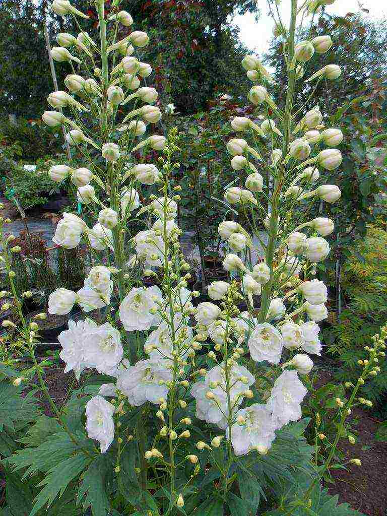 ang pinakamahusay na mga pagkakaiba-iba ng pangmatagalan delphinium