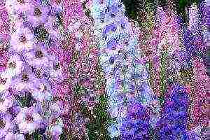 the best varieties of perennial delphinium