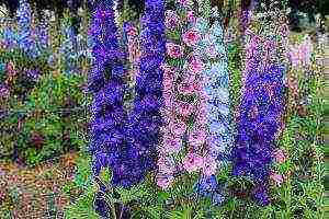 the best varieties of perennial delphinium