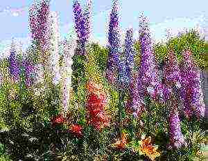 the best varieties of perennial delphinium