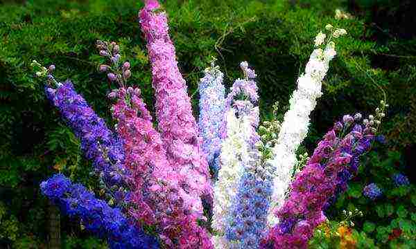 the best varieties of perennial delphinium