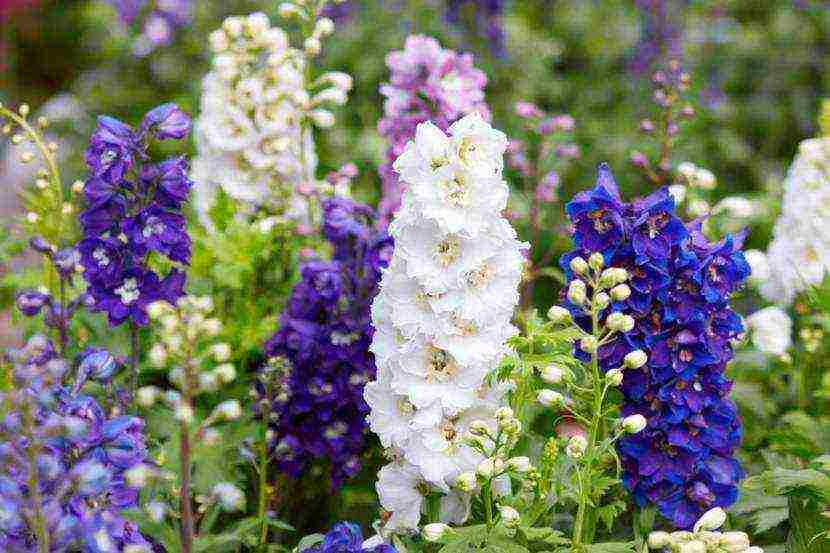 the best varieties of perennial delphinium