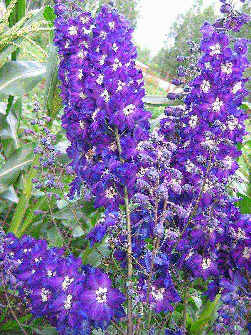 the best varieties of perennial delphinium