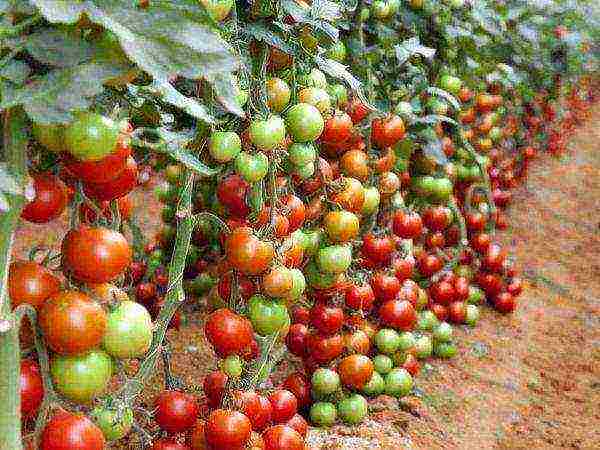 the best varieties of determinant tomatoes