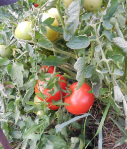 the best varieties of determinant tomatoes