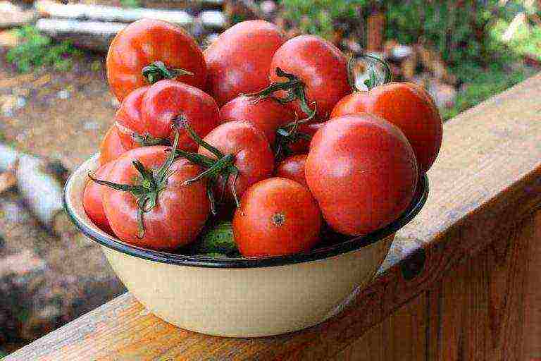 the best varieties of determinant tomatoes