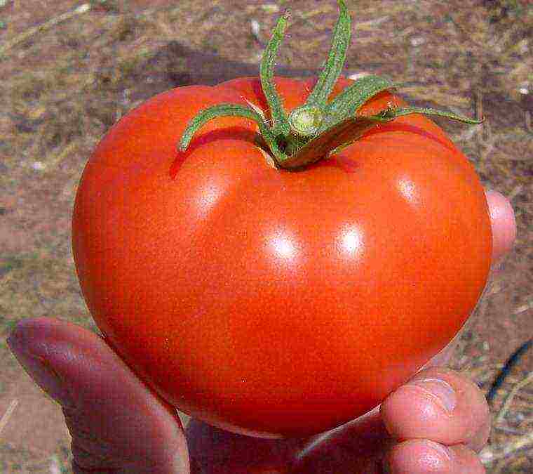 the best varieties of determinant tomatoes