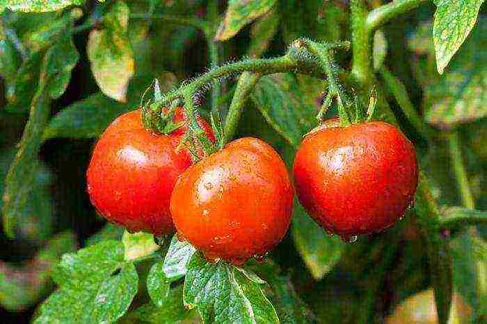 the best varieties of determinant tomatoes