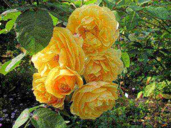 the best varieties of david Austin