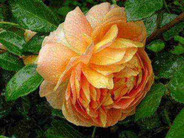 the best varieties of david Austin