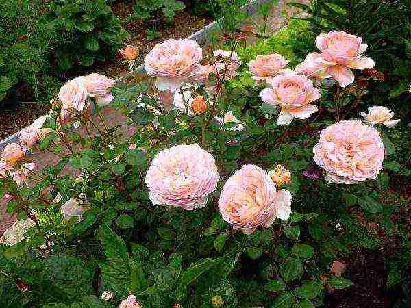 the best varieties of david Austin