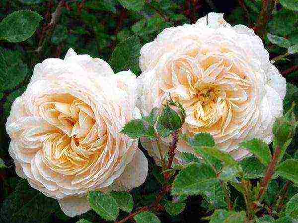 the best varieties of david Austin