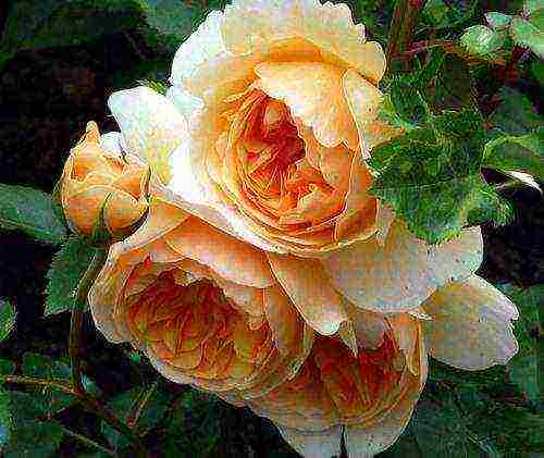 the best varieties of david Austin