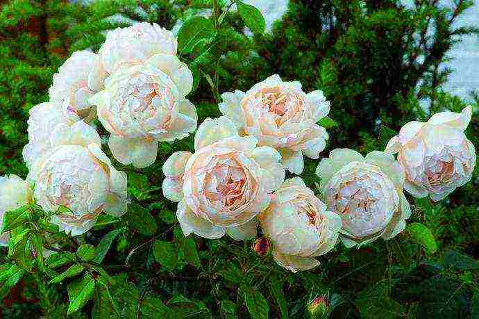 the best varieties of david Austin