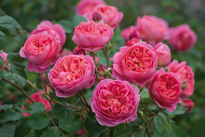 the best varieties of david Austin