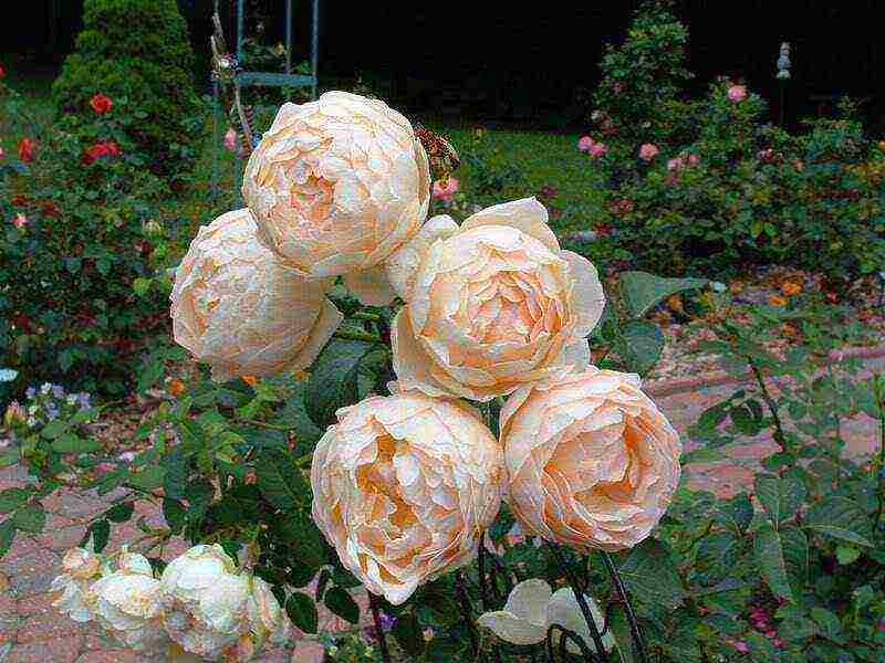 the best varieties of david Austin