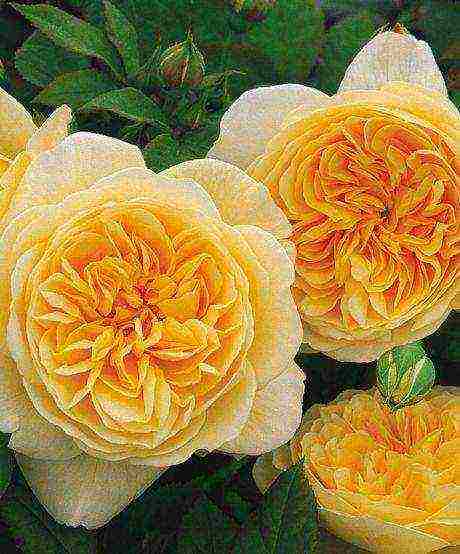 the best varieties of david Austin