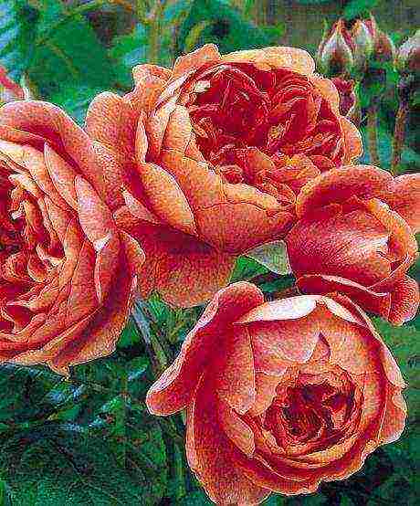 the best varieties of david Austin