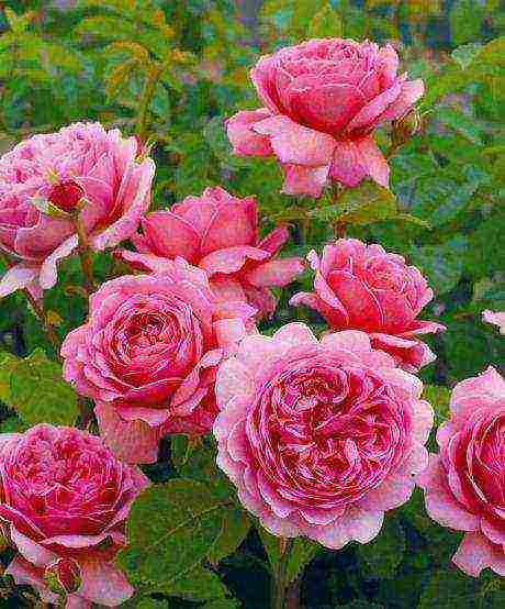 the best varieties of david Austin