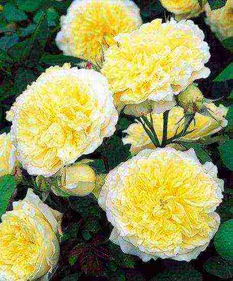 the best varieties of david Austin