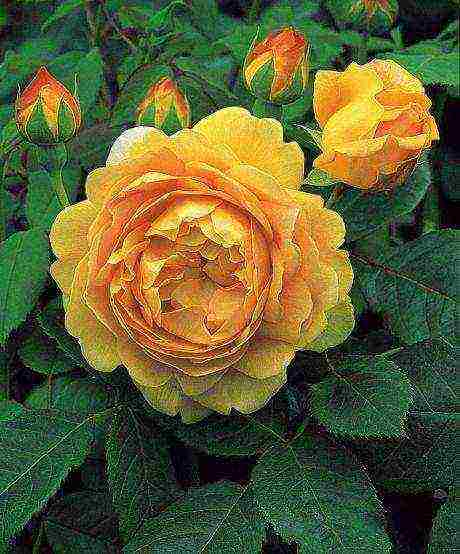 the best varieties of david Austin