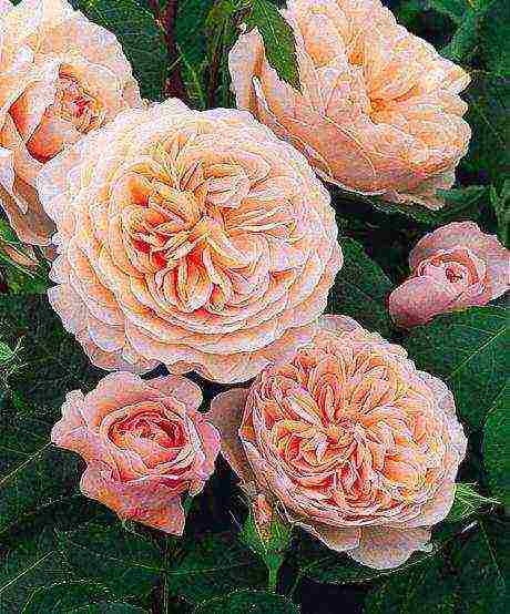 the best varieties of david Austin