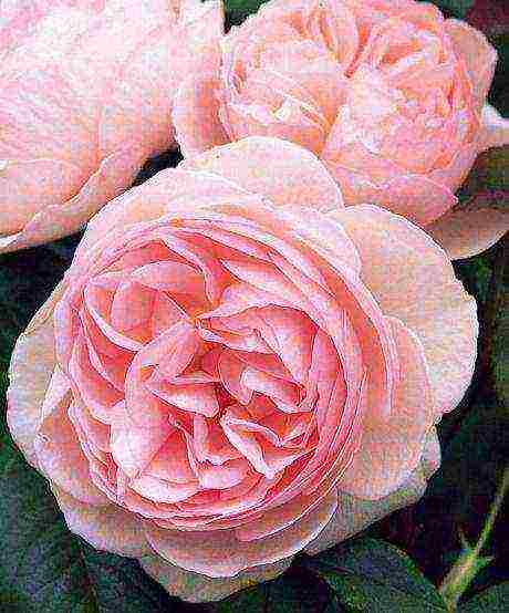 the best varieties of david Austin