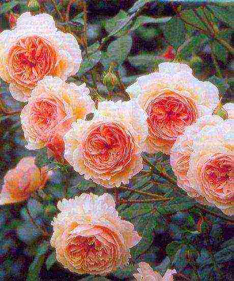 the best varieties of david Austin