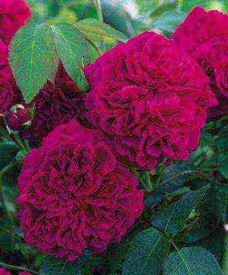 the best varieties of david Austin