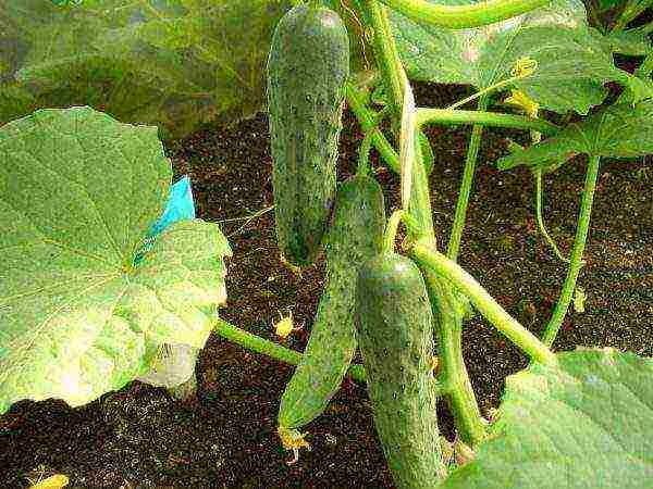 the best varieties of long cucumbers
