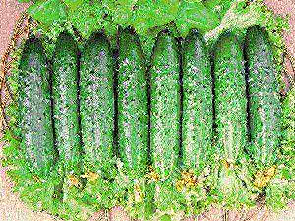 the best varieties of long cucumbers
