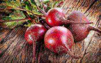 the best varieties for siberia beets