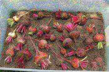 the best varieties for siberia beets