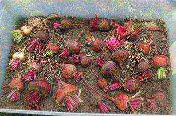 ang pinakamahusay na mga varieties para sa siberia beets