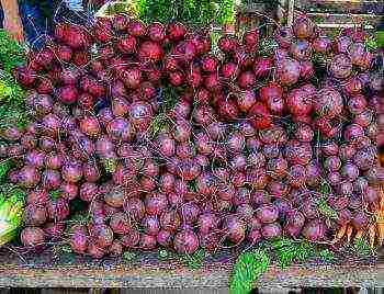 ang pinakamahusay na mga varieties para sa siberia beets