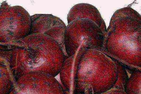 ang pinakamahusay na mga varieties para sa siberia beets