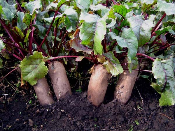 ang pinakamahusay na mga varieties para sa siberia beets