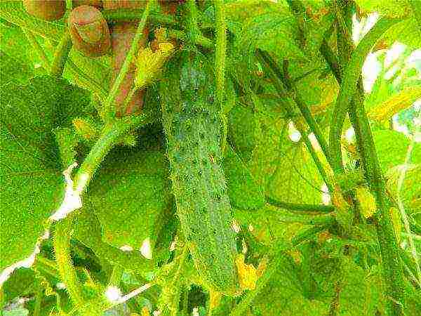 the best varieties for pickling cucumbers