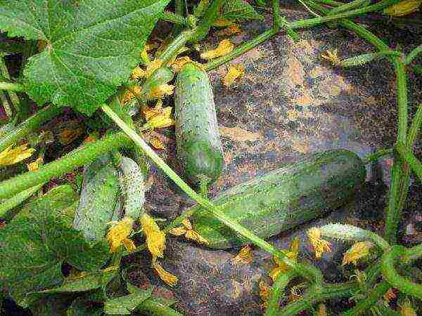 the best varieties for pickling cucumbers