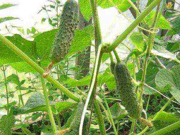 the best varieties for pickling cucumbers