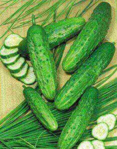 ang pinakamahusay na mga varieties para sa pag-aatsara ng mga pipino