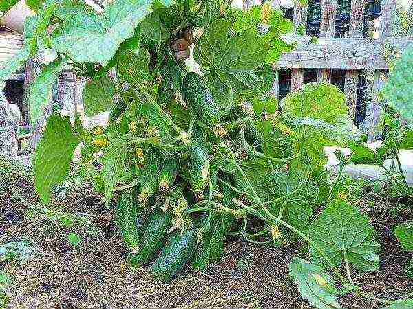 ang pinakamahusay na mga varieties para sa pag-aatsara ng mga pipino