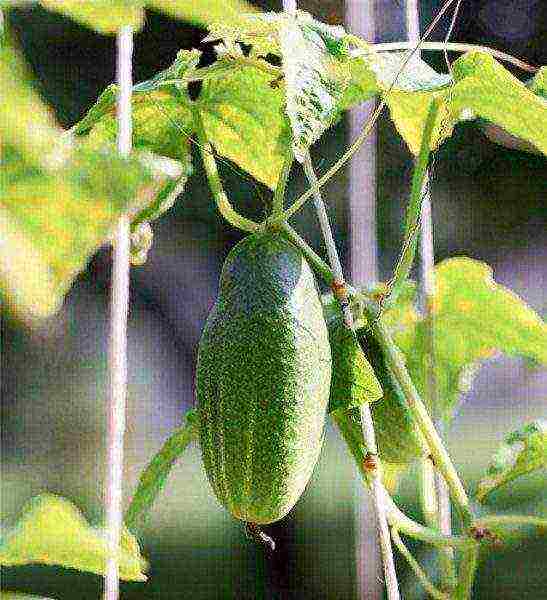 ang pinakamahusay na mga varieties para sa pag-aatsara ng mga pipino