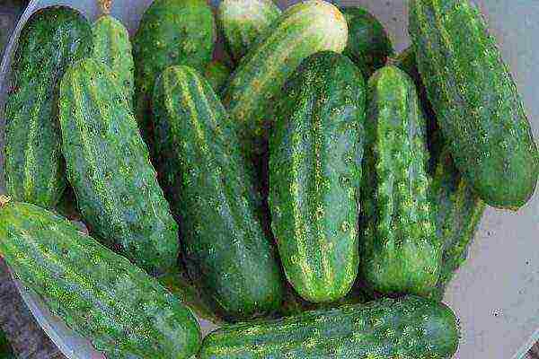 ang pinakamahusay na mga varieties para sa pag-aatsara ng mga pipino