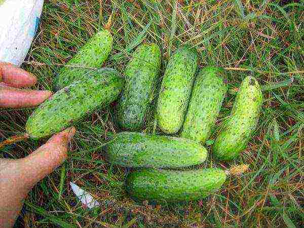 the best varieties for pickling cucumbers