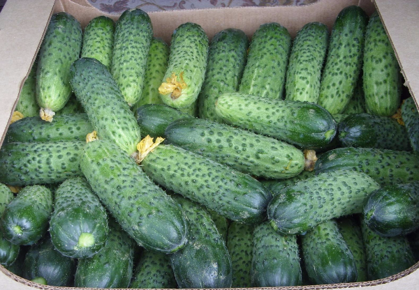 the best varieties for pickling cucumbers