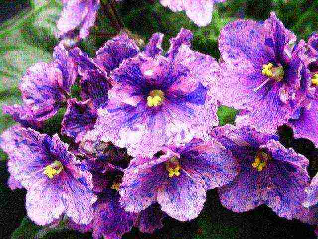 the best varieties of violets chimeras