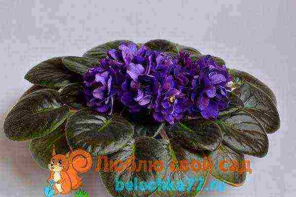 the best varieties of violets chimeras