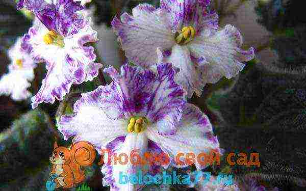 the best varieties of violets chimeras