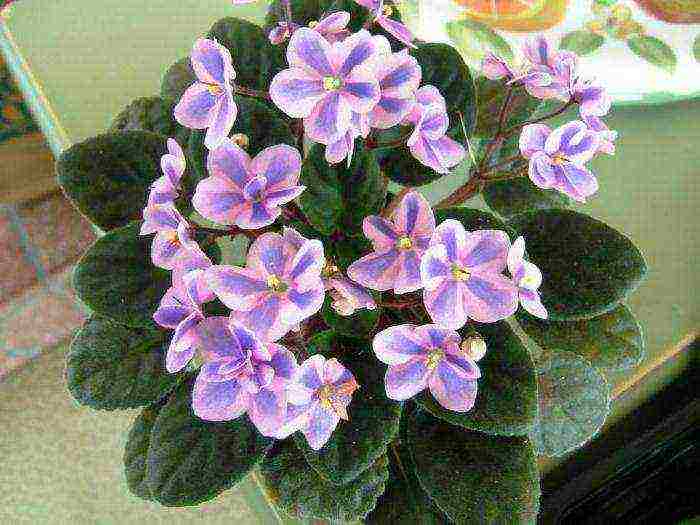 the best varieties of violets chimeras